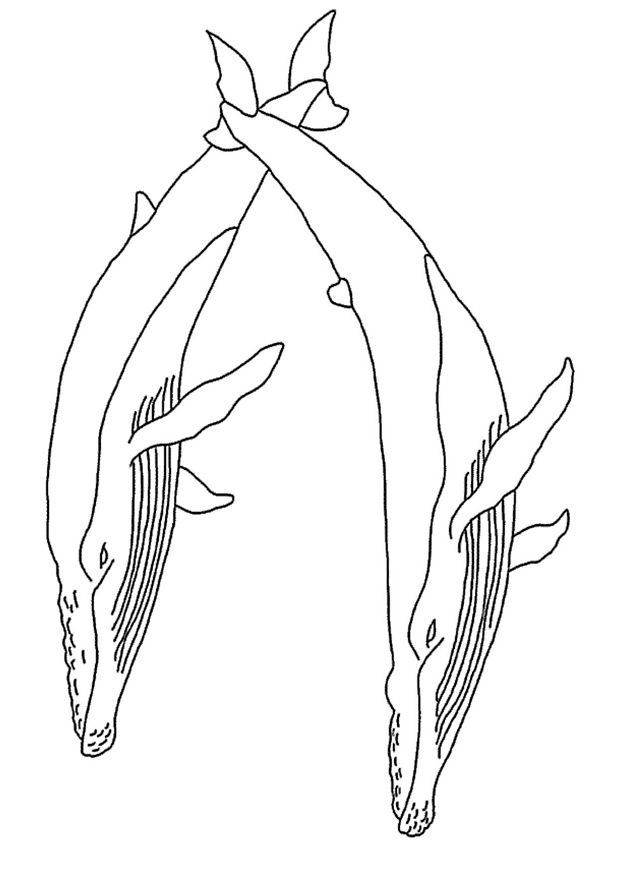 Coloriage Deux Baleines - Animaux à imprimer
