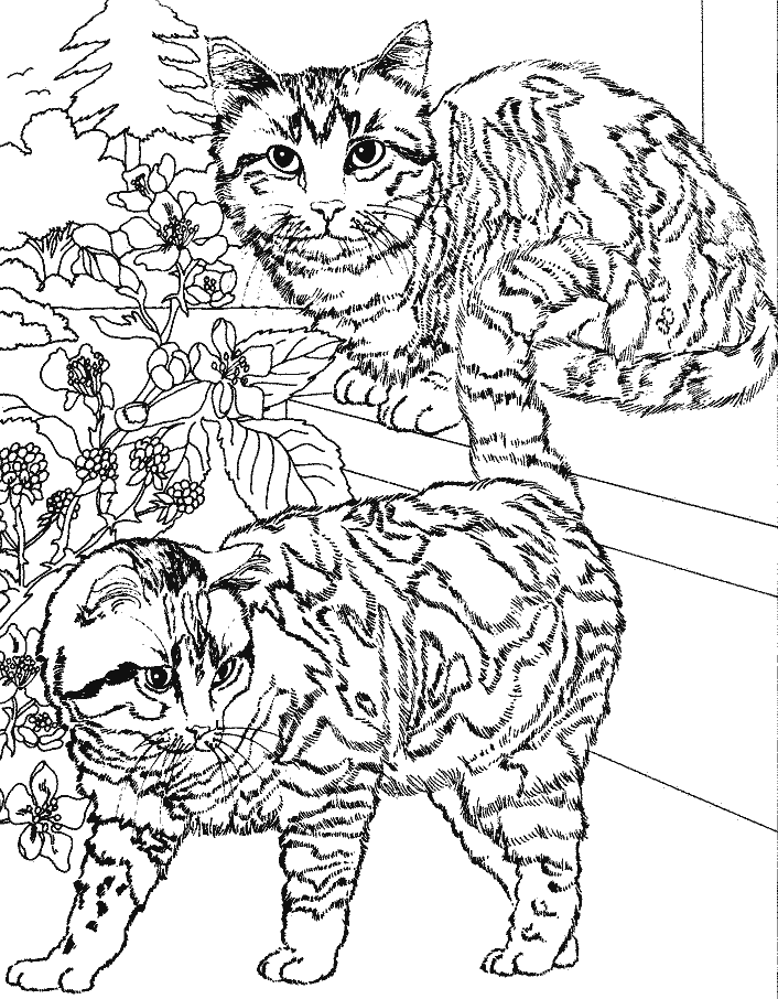 Coloriage Deux Chats Sur Des Marches - Chat à imprimer