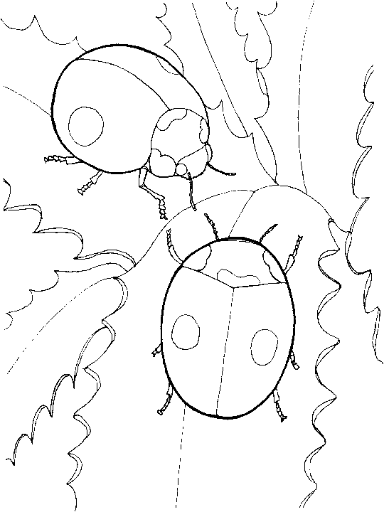 Coloriage Deux Coccinelles - Coccinelle à imprimer
