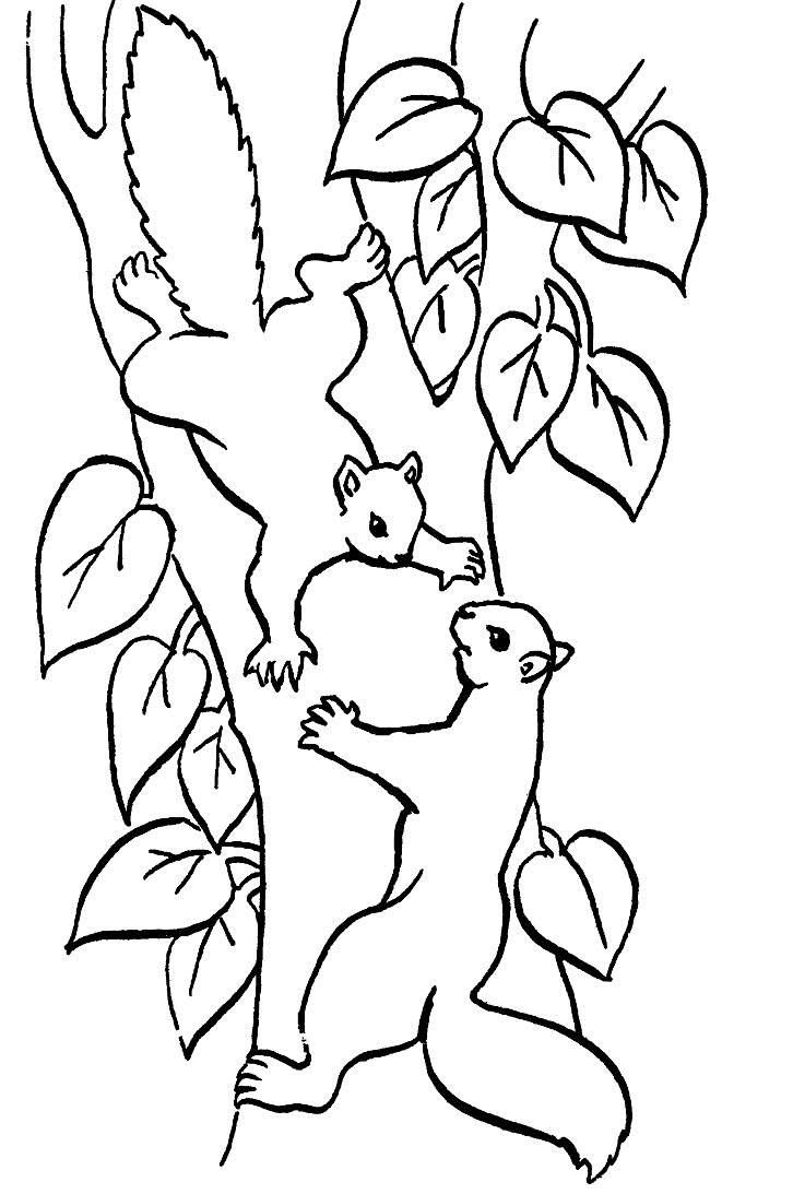 Coloriage Deux Écureuils Sur Une Branche D'Arbre - Arbre à imprimer