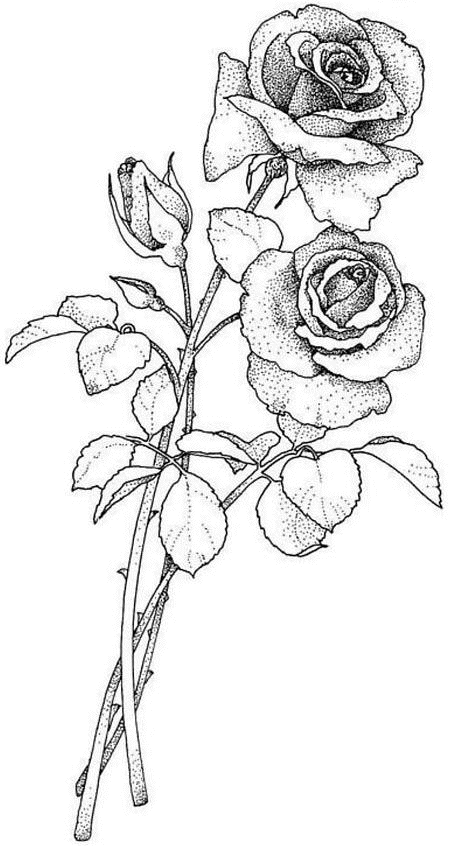 Coloriage Deux Roses Dessin - Rose à imprimer