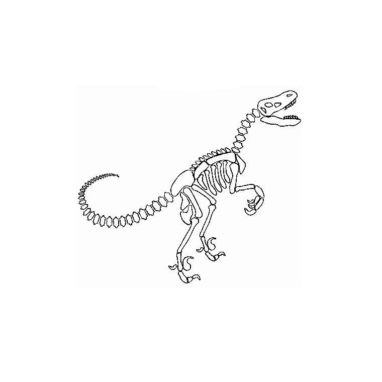 Coloriage Dinosaure Squelette - Squelette à imprimer