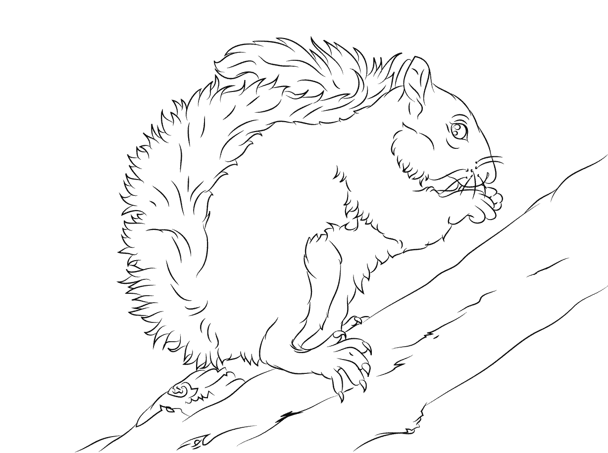Coloriage Écureuil Gris Mange Une Noix - Écureuil à imprimer
