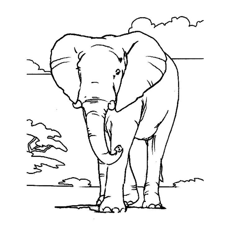 Coloriage Éléphant D'Afrique - Animaux à imprimer