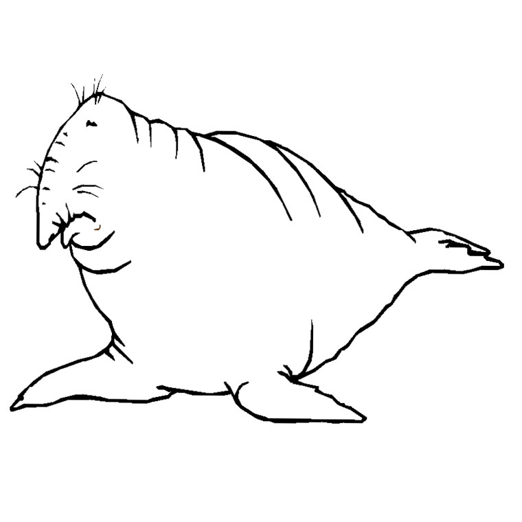Coloriage Éléphant De Mer - Animaux à imprimer