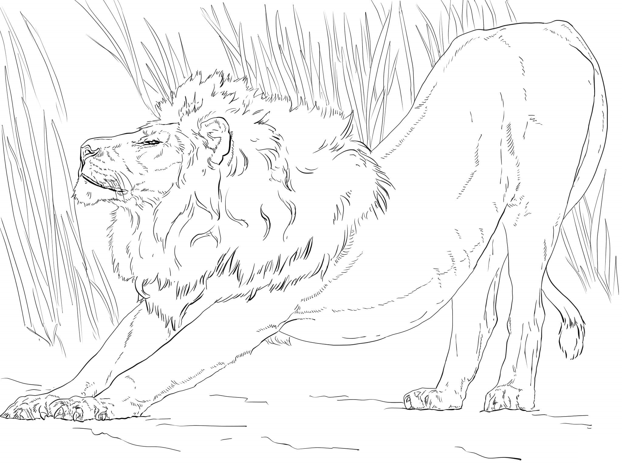 Coloriage Etirement Lion - Lion à imprimer