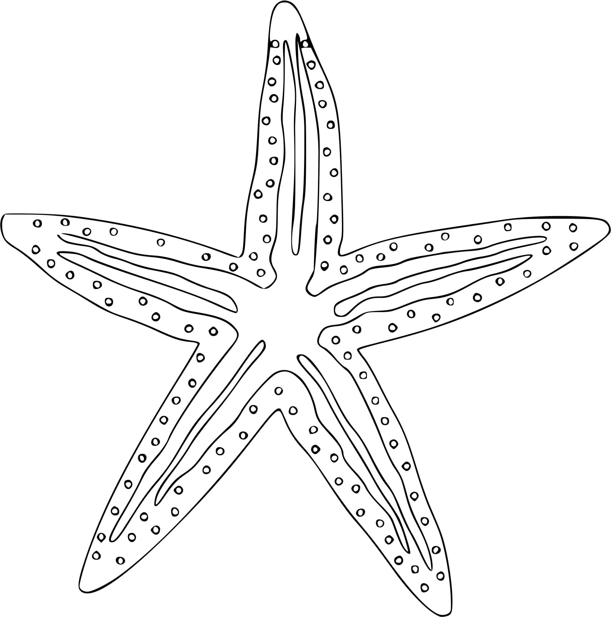 Coloriage Étoile De Mer Animal Marin En Forme Detoile - Étoile de mer à imprimer