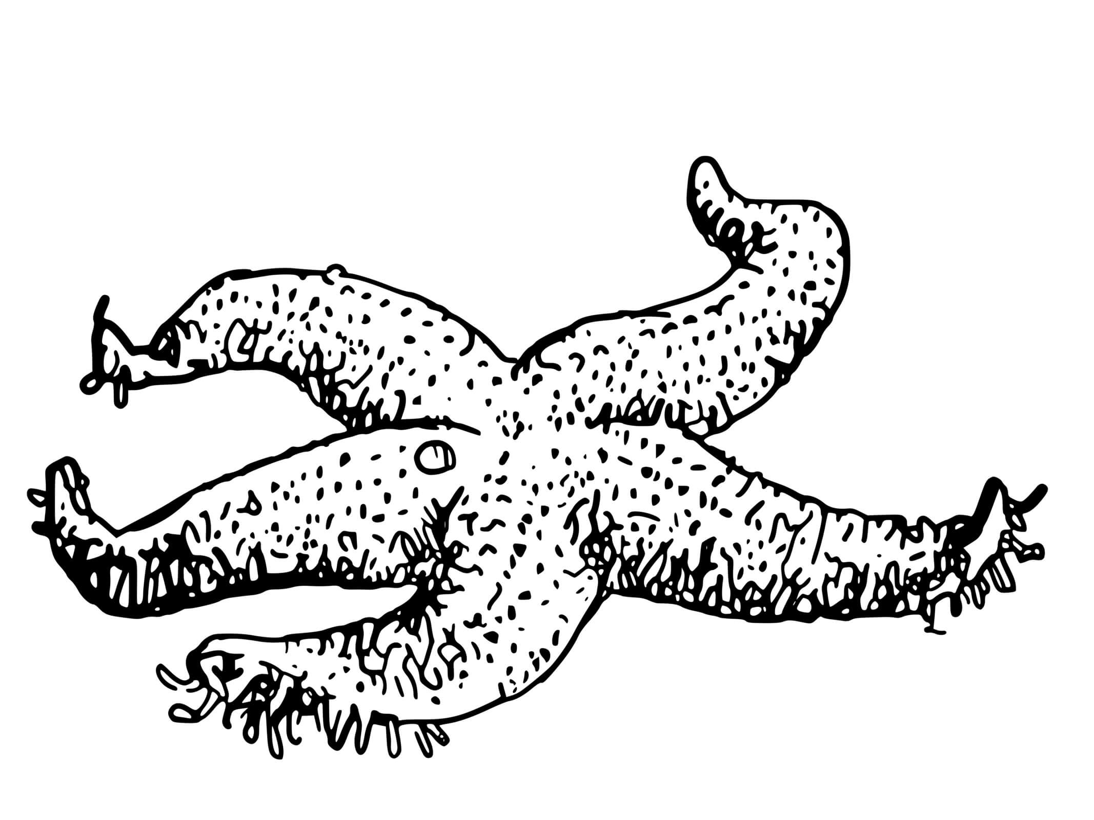 Coloriage Étoile De Mer Réaliste Paxillosida - Étoile de mer à imprimer