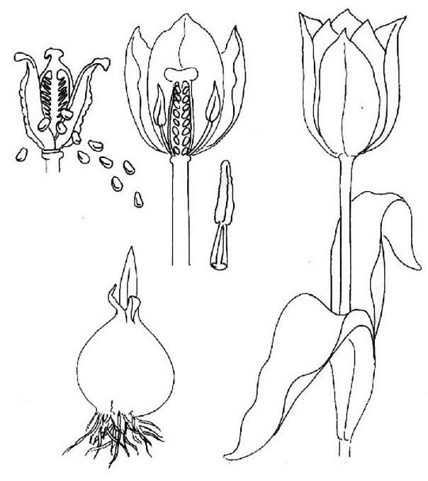 Coloriage Évolution D'Une Tulipe - Fleurs à imprimer