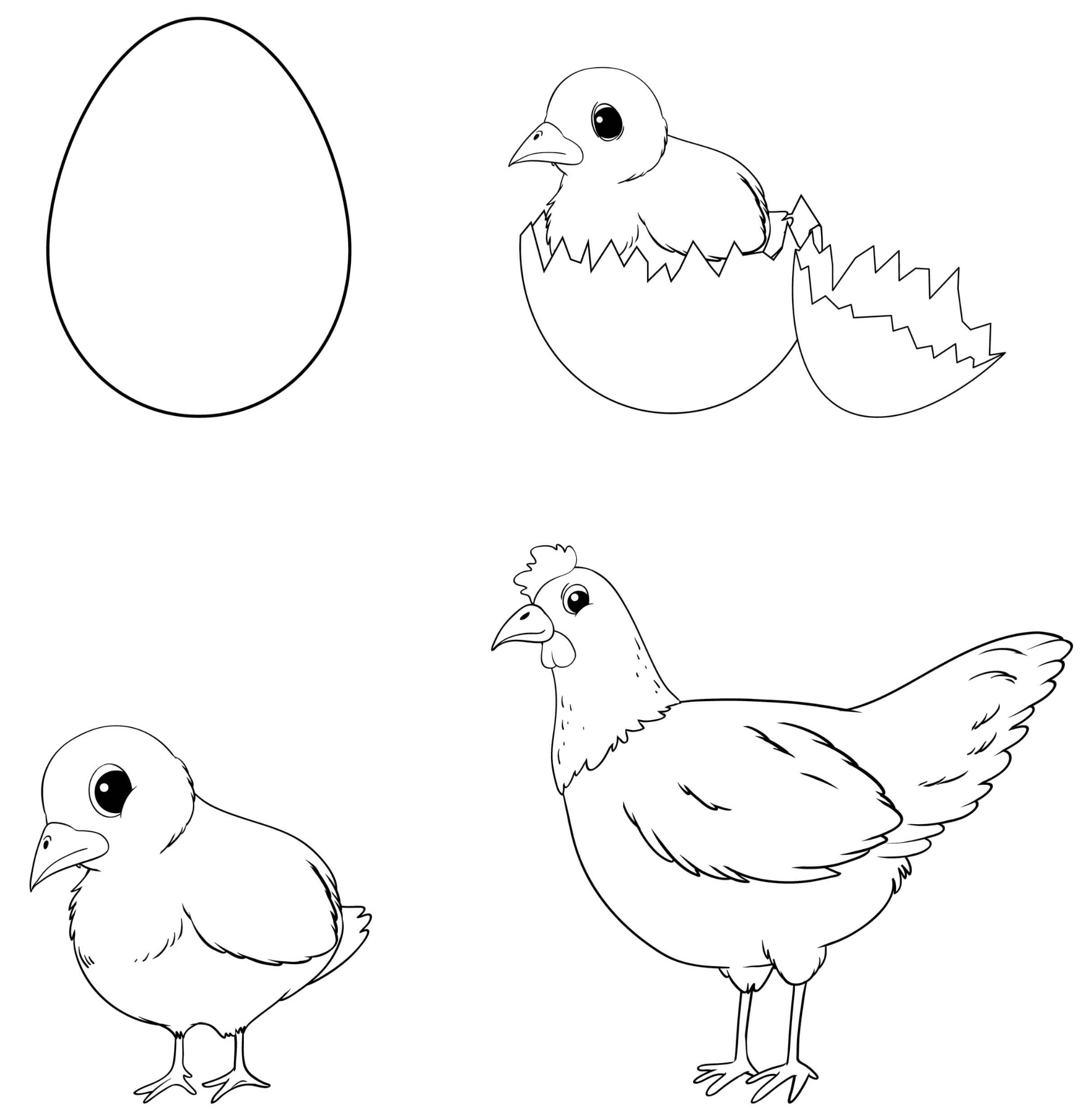Coloriage Évolution Œuf Poussin Poule Dessin - Poule à imprimer