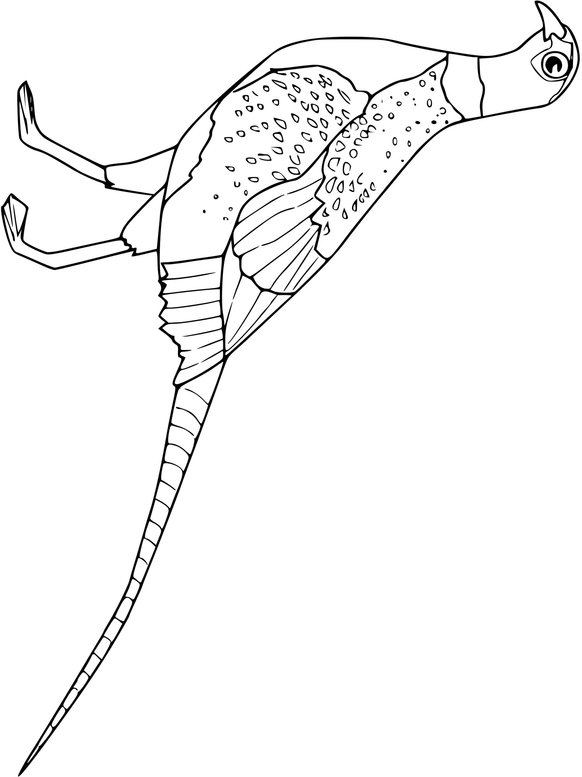 Coloriage Faisan Oiseau - Oiseau à imprimer