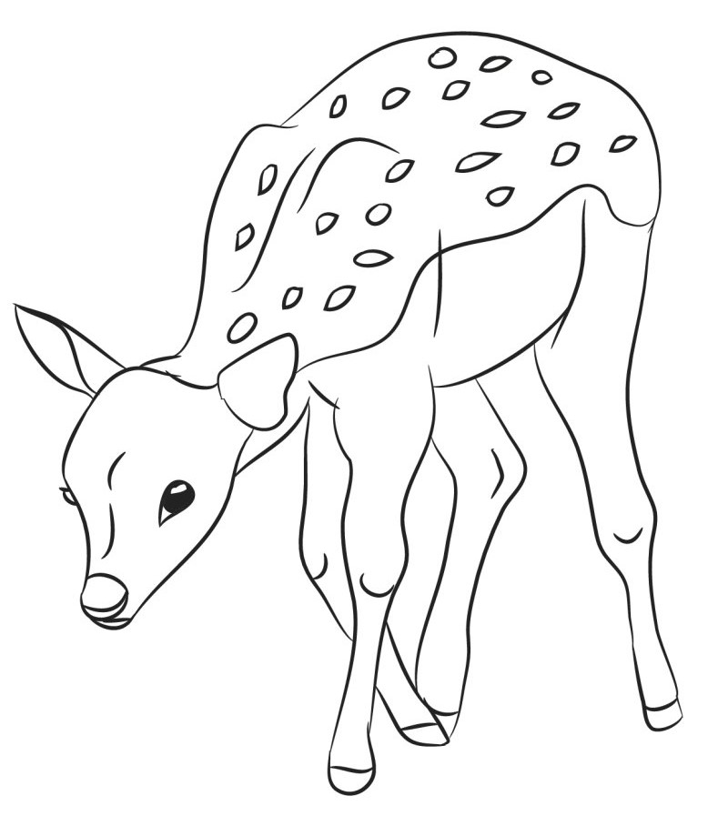 Coloriage Faon Cherche De La Nourriture - Cerf biche faon à imprimer