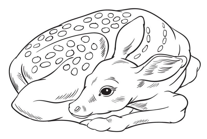 Coloriage Faon Mignon - Cerf biche faon à imprimer