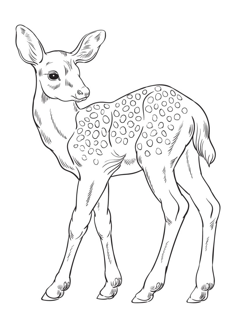 Coloriage Faon Réaliste - Cerf biche faon à imprimer