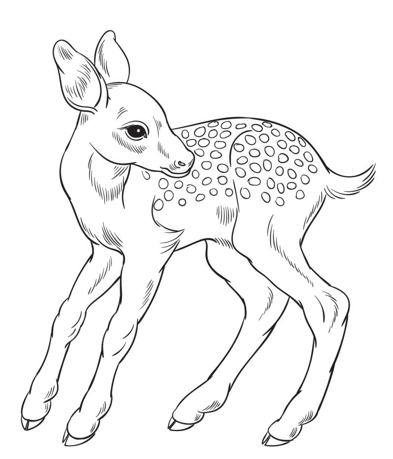 Coloriage Faon Simple - Cerf biche faon à imprimer
