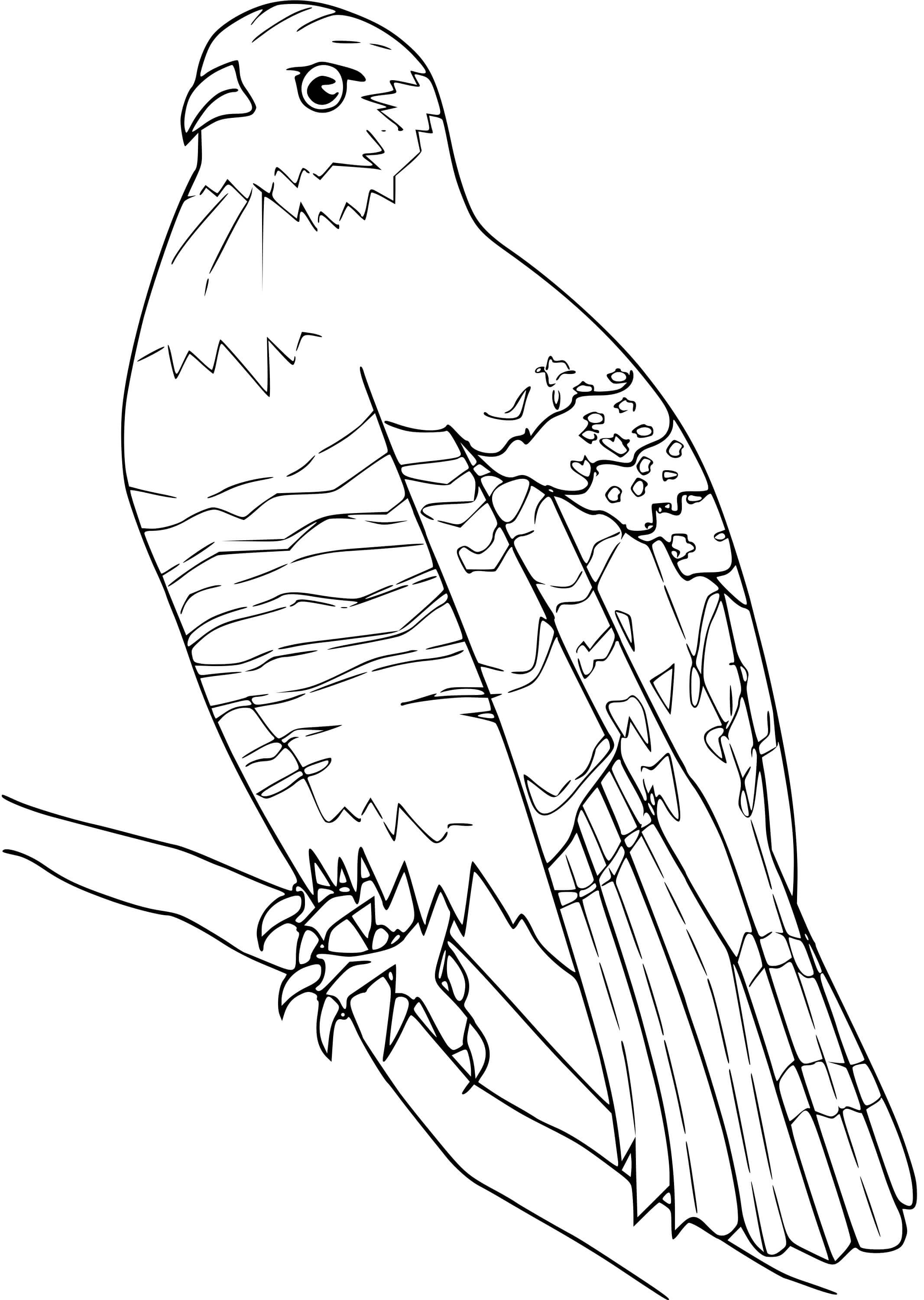 Coloriage Faucon Bis - Oiseau à imprimer