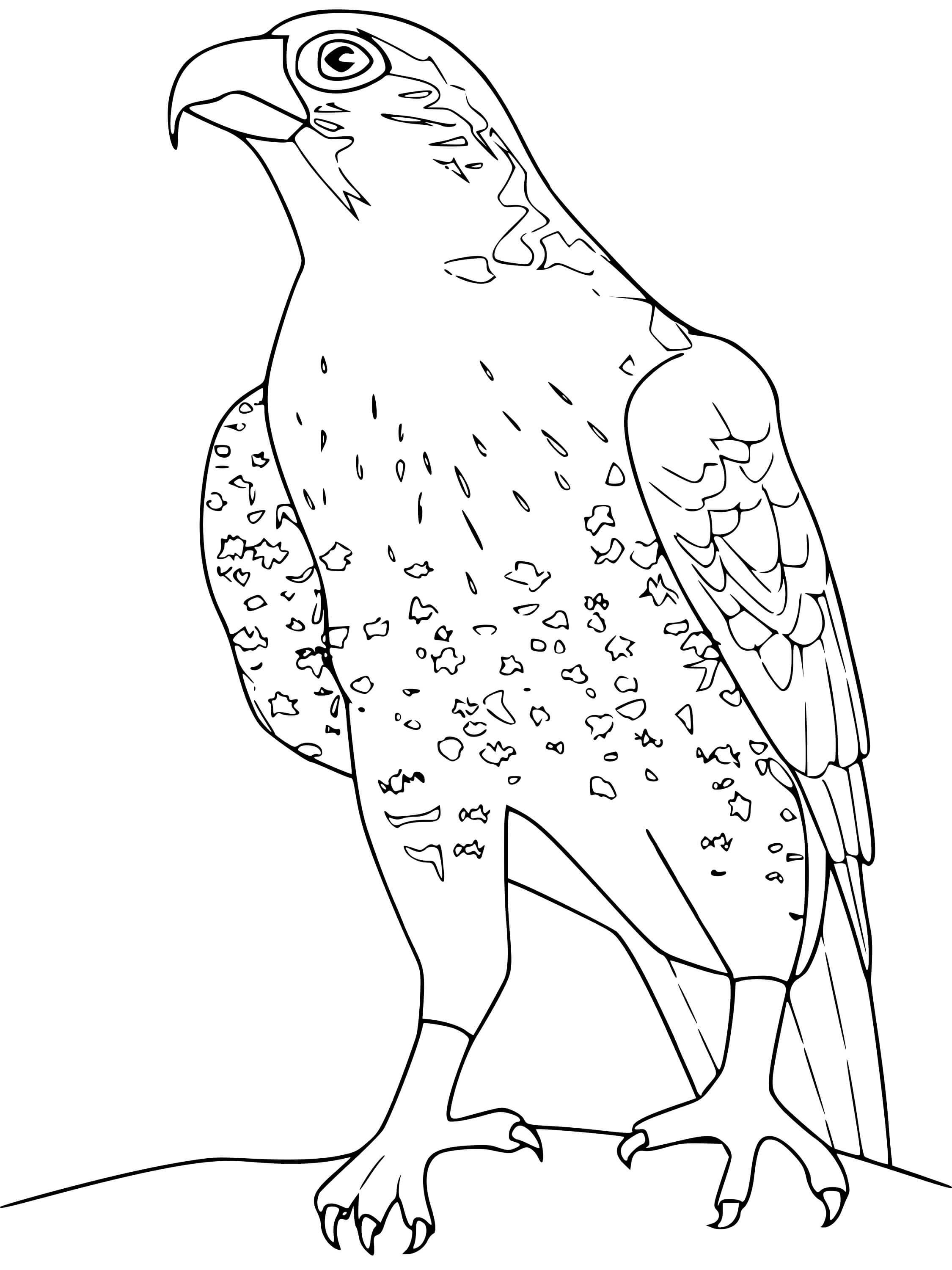 Coloriage Faucon - Oiseau à imprimer