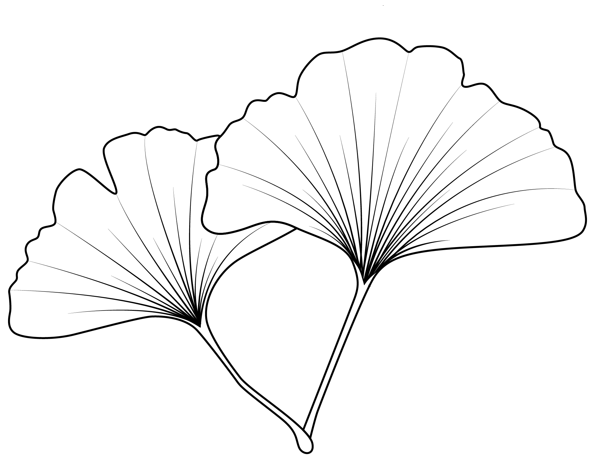 Coloriage Feuille Acacia - Feuille automne à imprimer