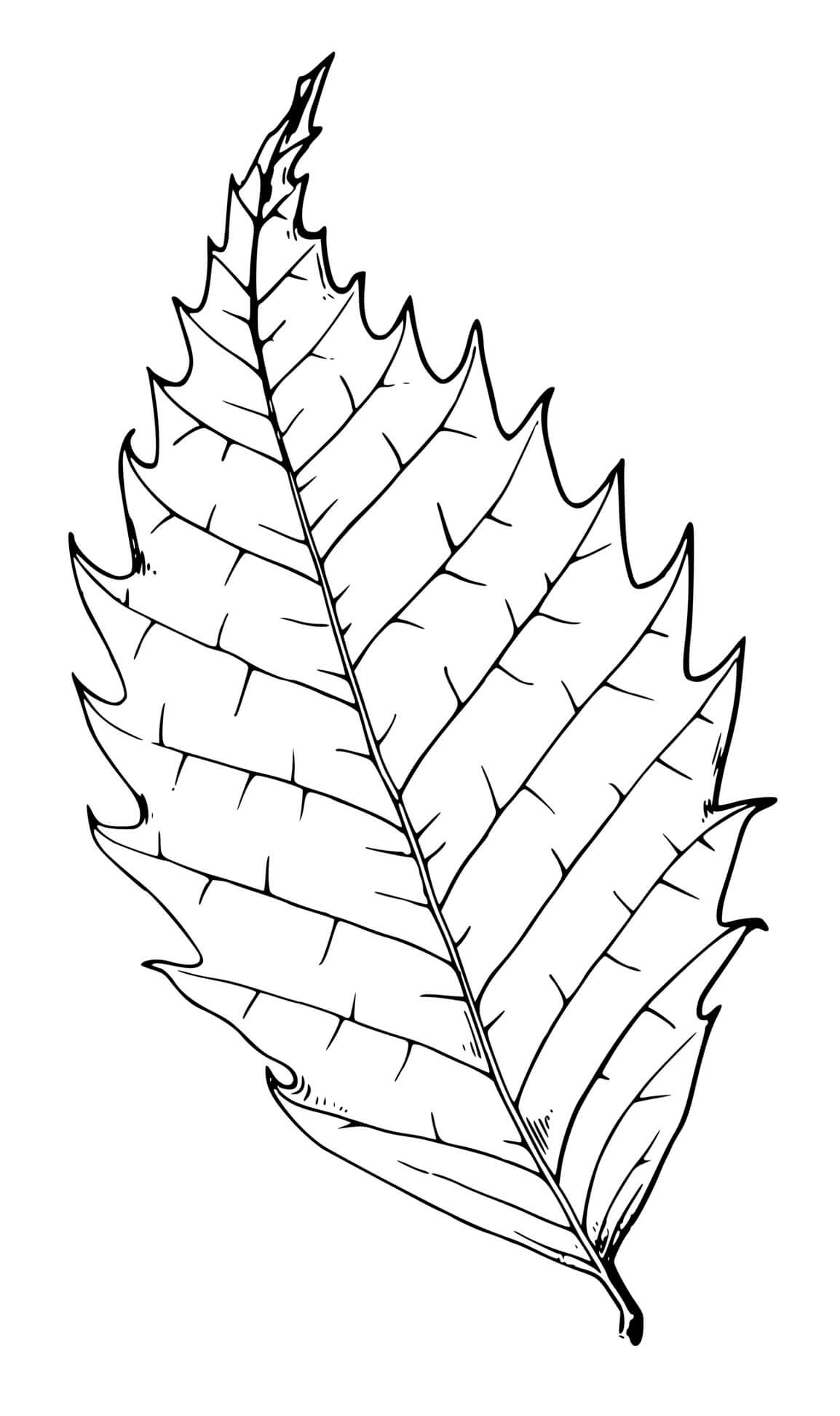 Coloriage Feuille Arbre Hetre - Feuille automne à imprimer