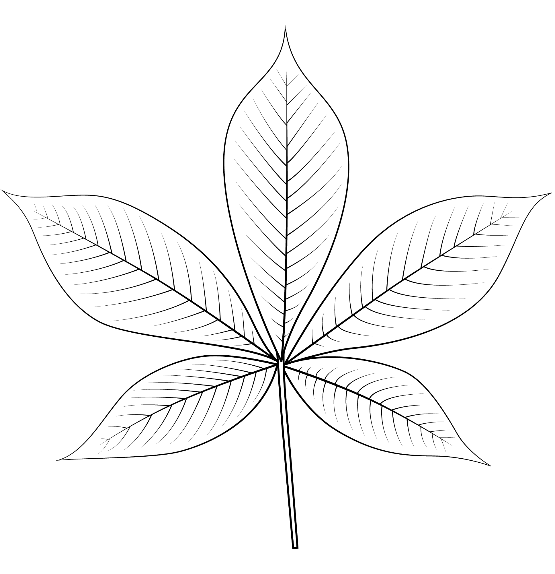 Coloriage Feuille De Buckeye De Ohio - Feuille automne à imprimer