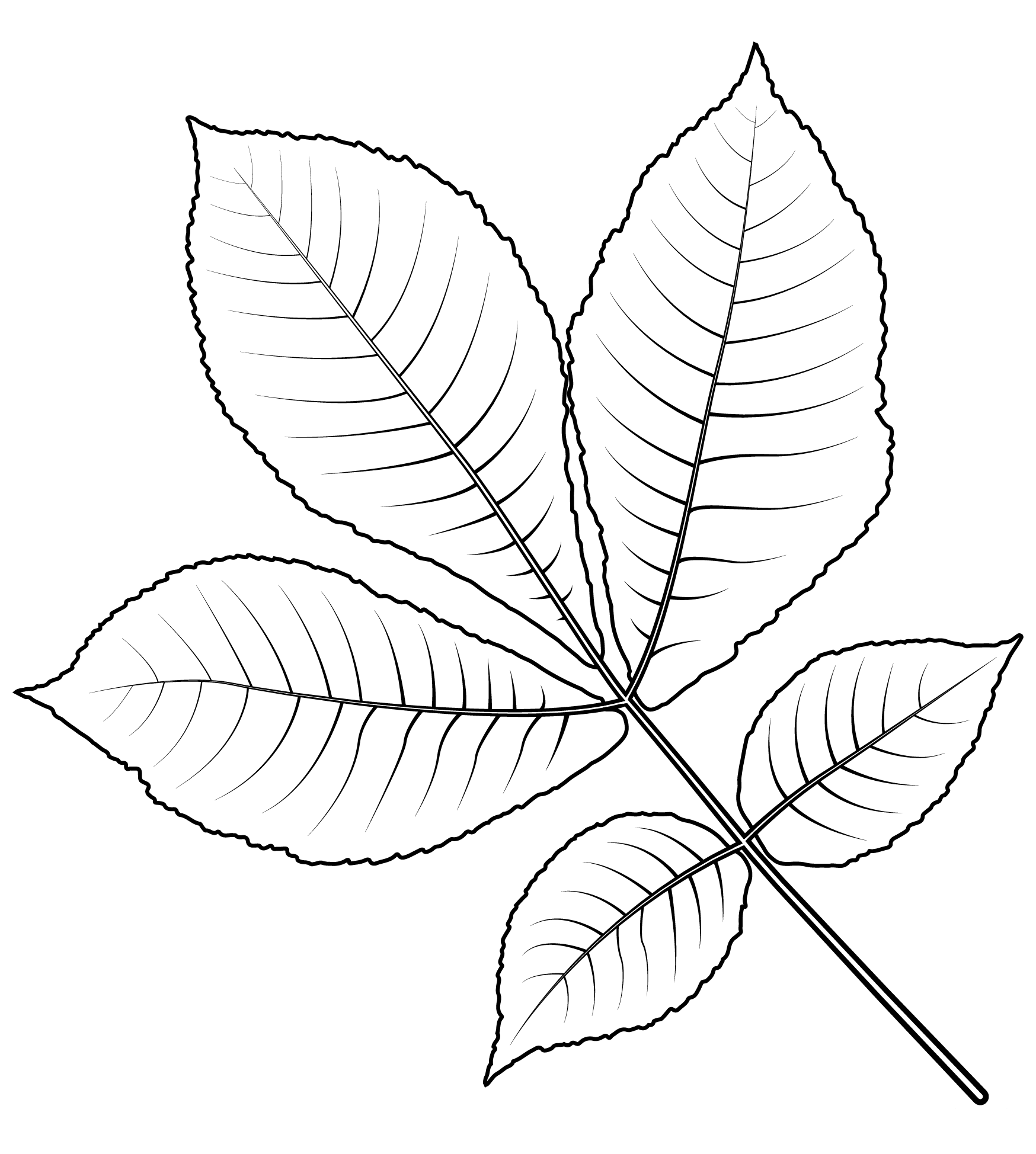 Coloriage Feuille De Caryer A Ecorce Courte - Feuille automne à imprimer