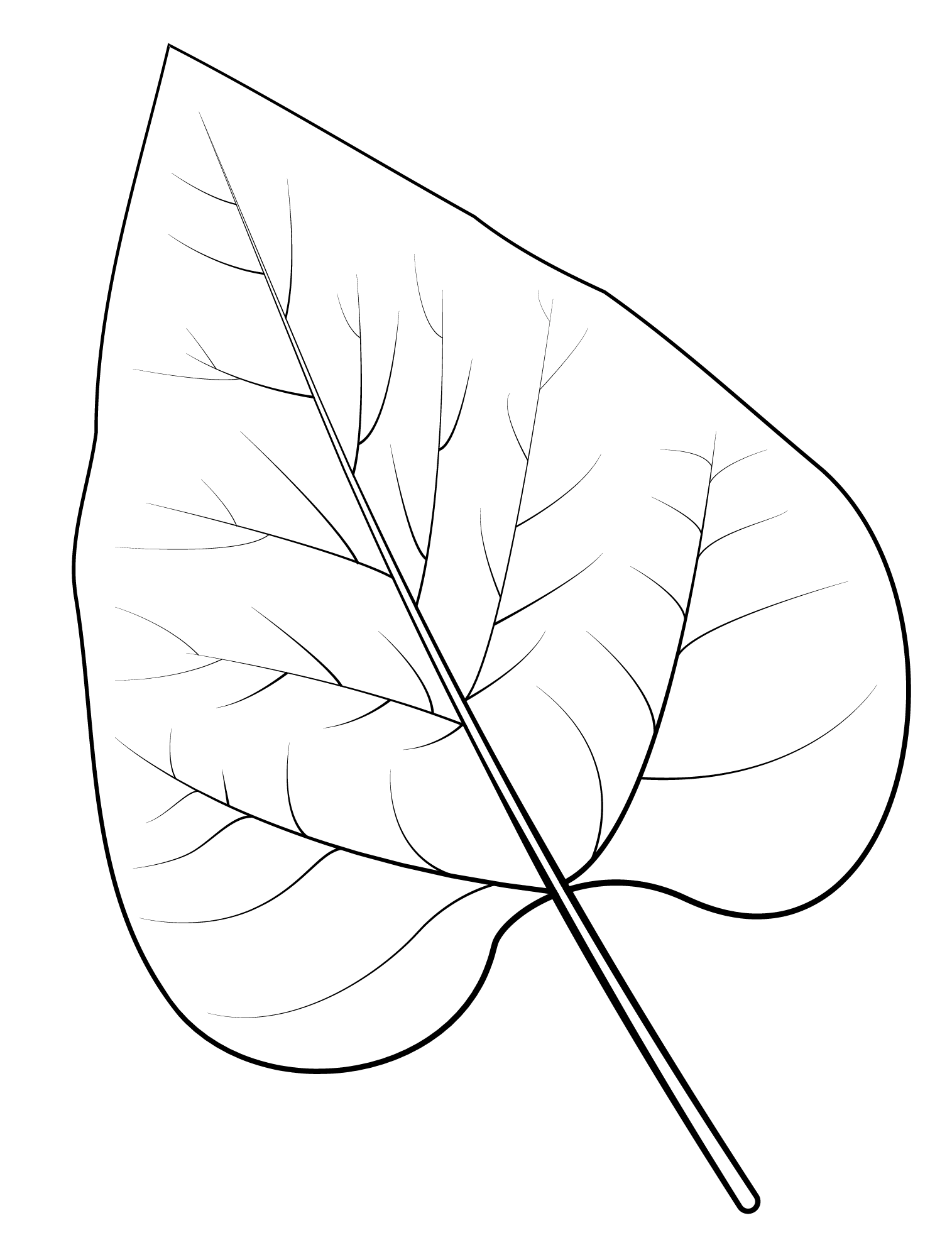 Coloriage Feuille De Catalpa Nothern - Feuille automne à imprimer