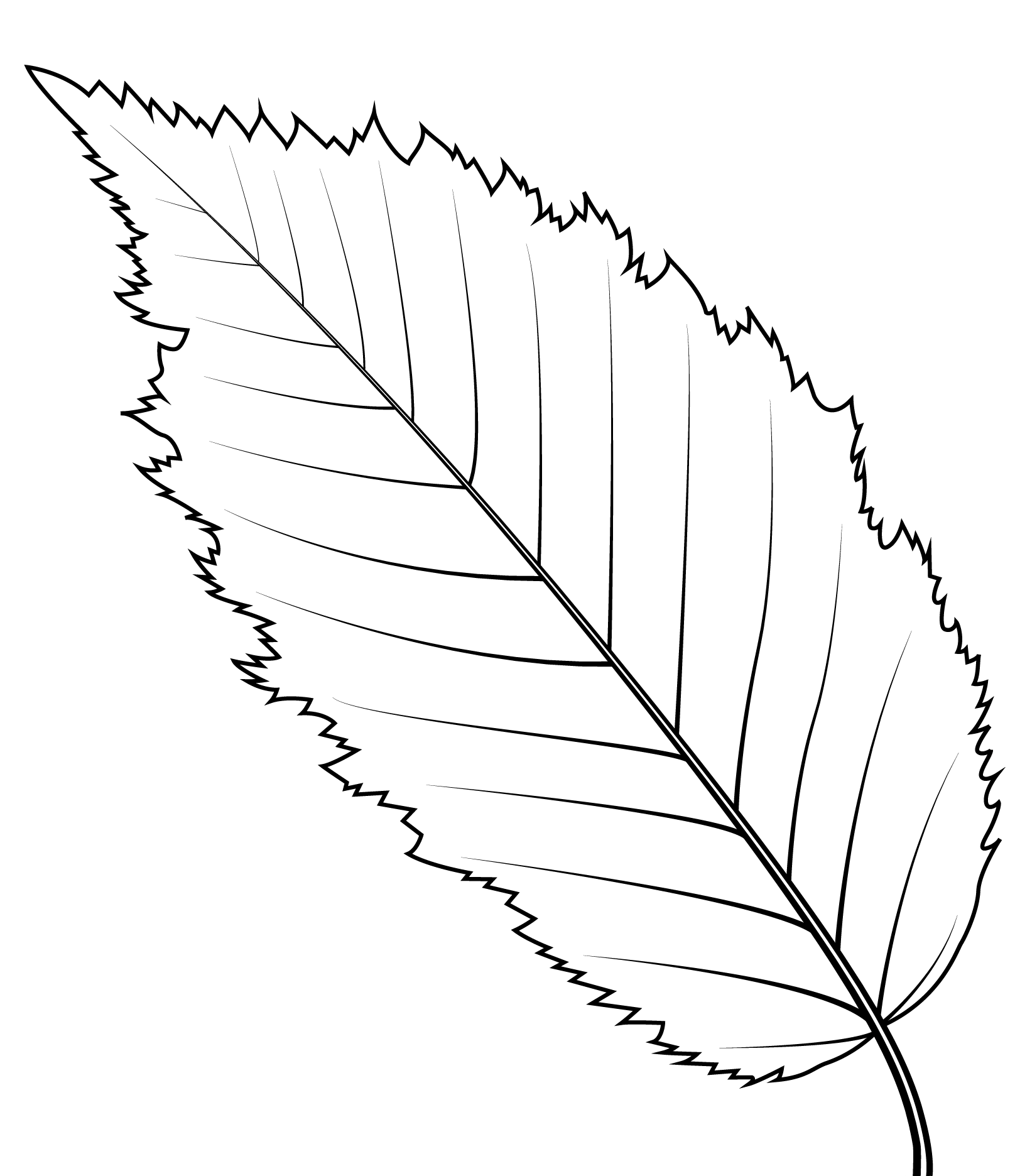 Coloriage Feuille De Charme Américain - Feuille automne à imprimer