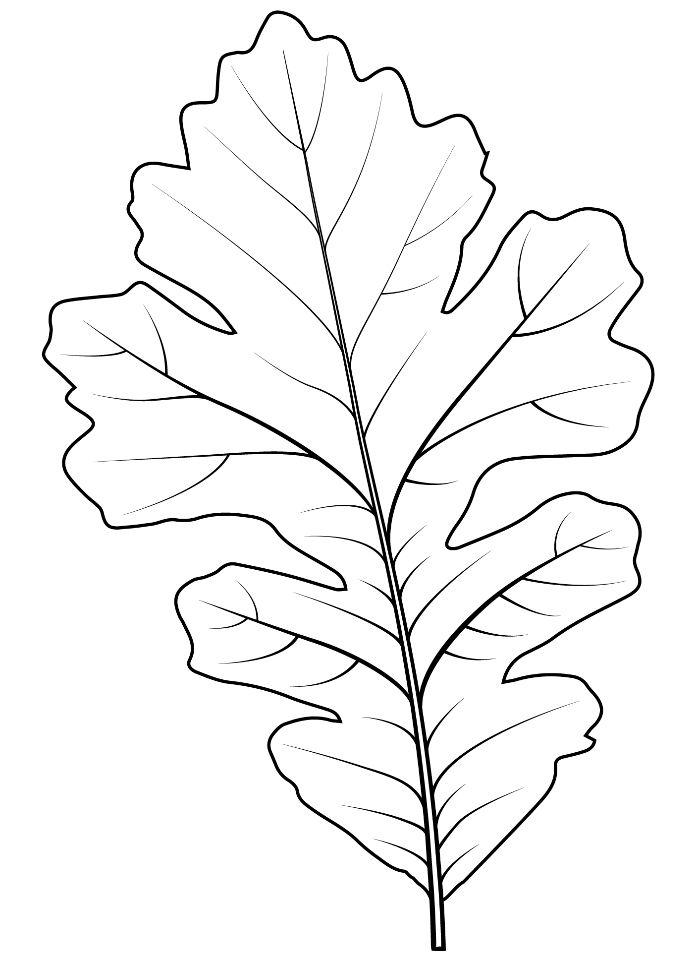 Coloriage Feuille De Chene A Gros Fruits - Feuille automne à imprimer