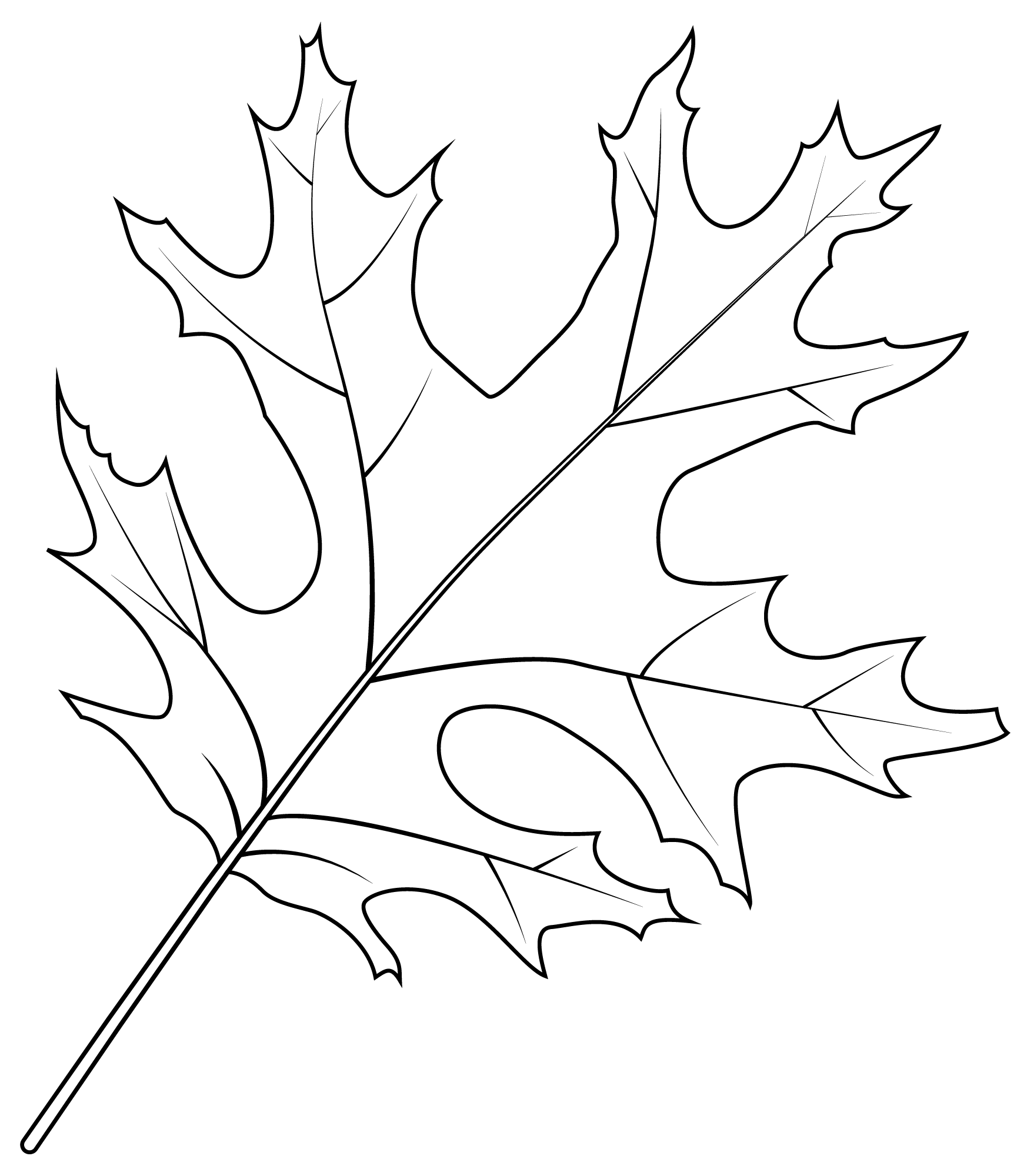 Coloriage Feuille De Chene Ecarlate - Feuille automne à imprimer