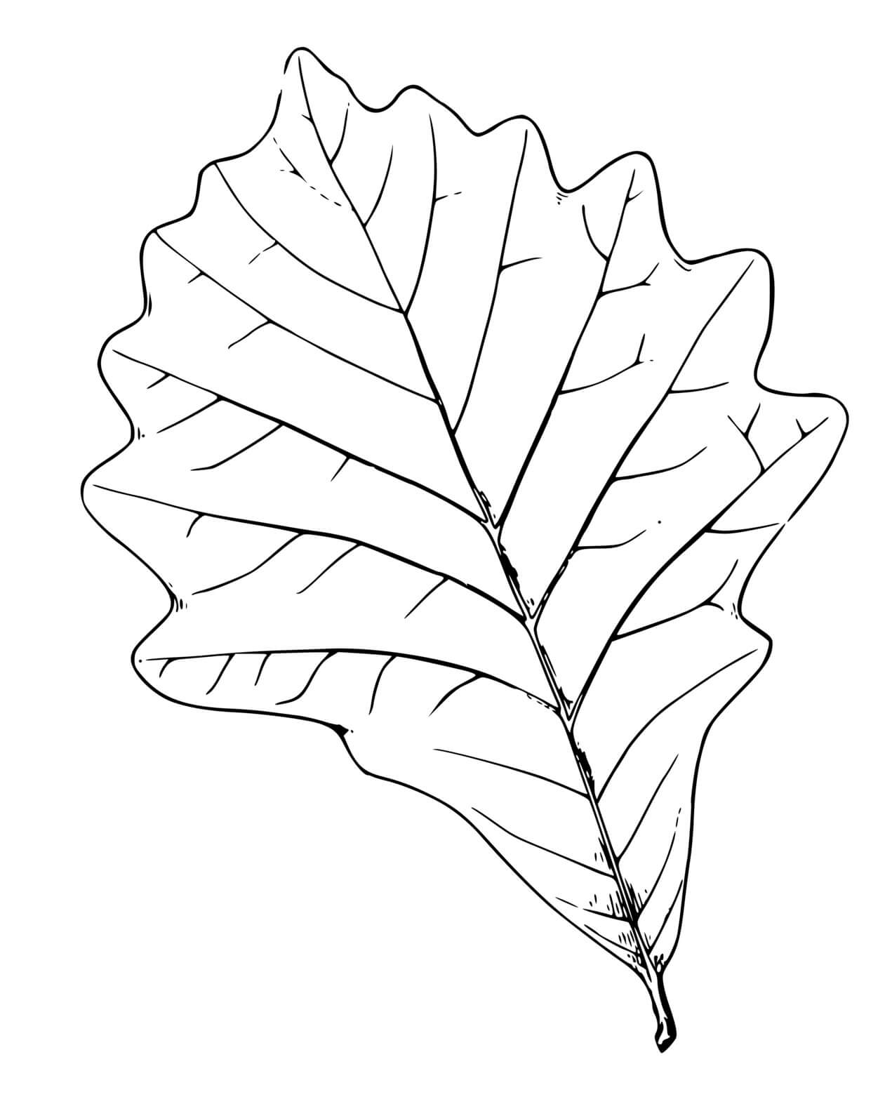 Coloriage Feuille De Chene - Feuille automne à imprimer