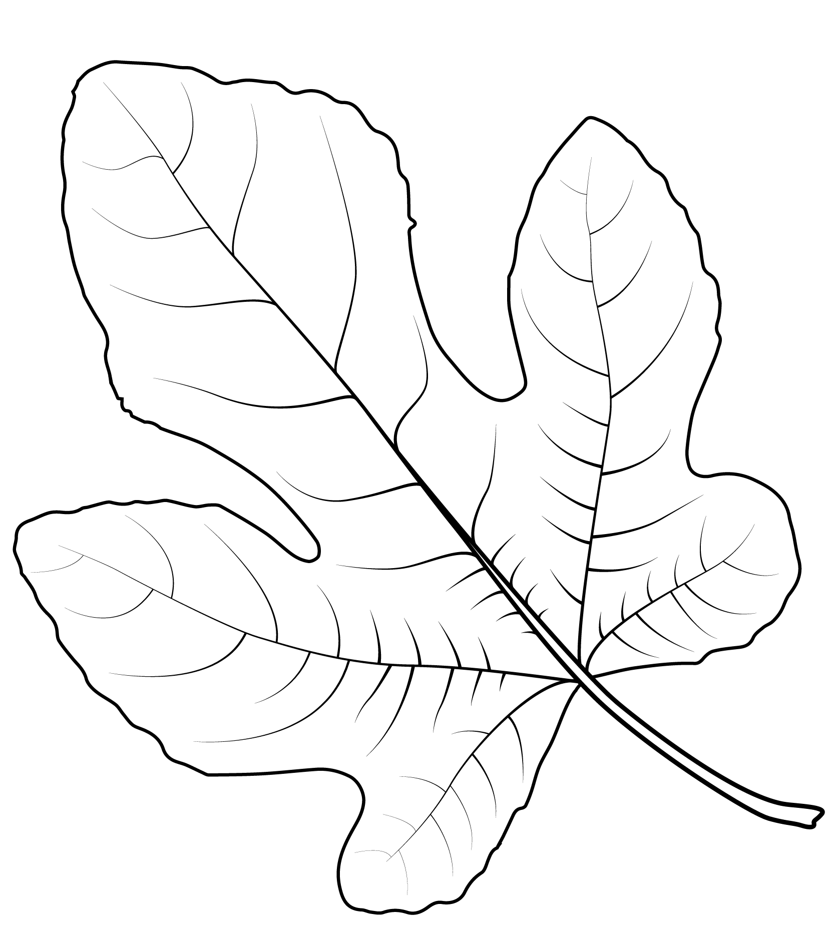 Coloriage Feuille De Figuier Commune - Feuille automne à imprimer