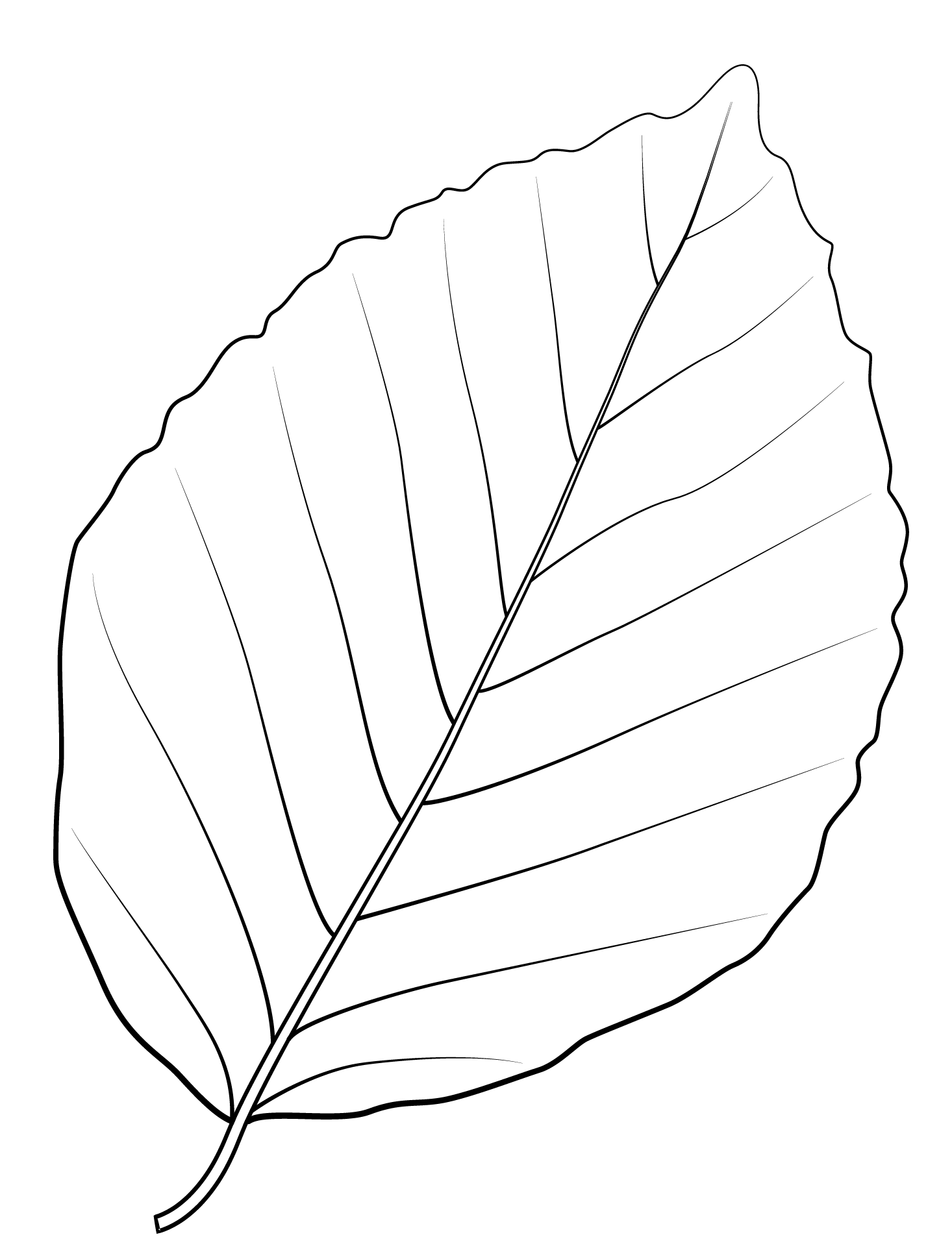 Coloriage Feuille De Hetre En Cuivre - Feuille automne à imprimer