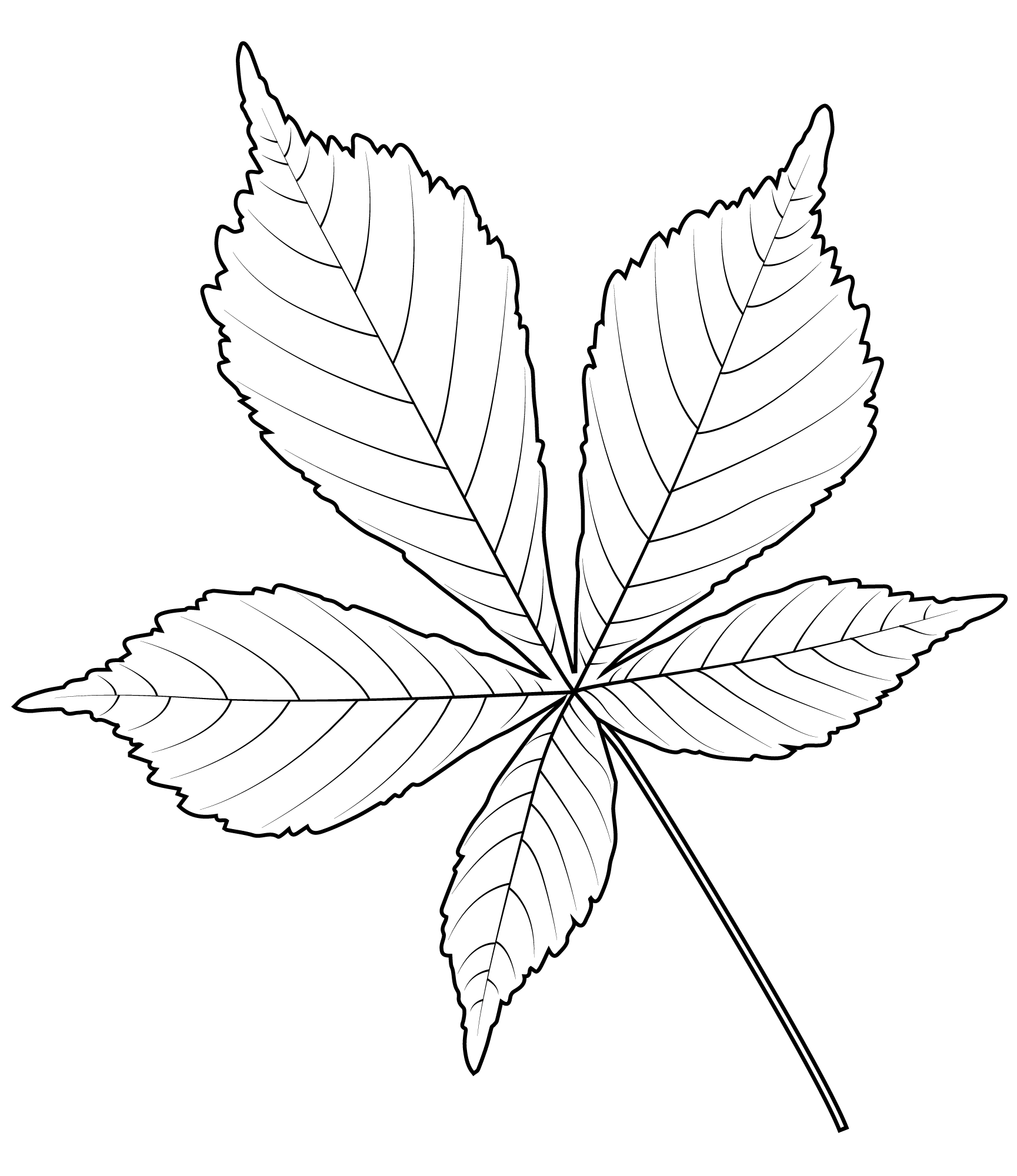 Coloriage Feuille De Marronnier Indien - Feuille automne à imprimer