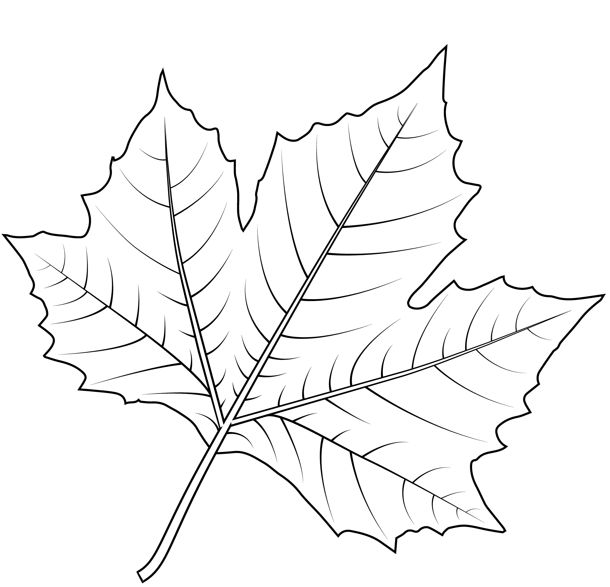Coloriage Feuille De Platane De Londres - Feuille automne à imprimer
