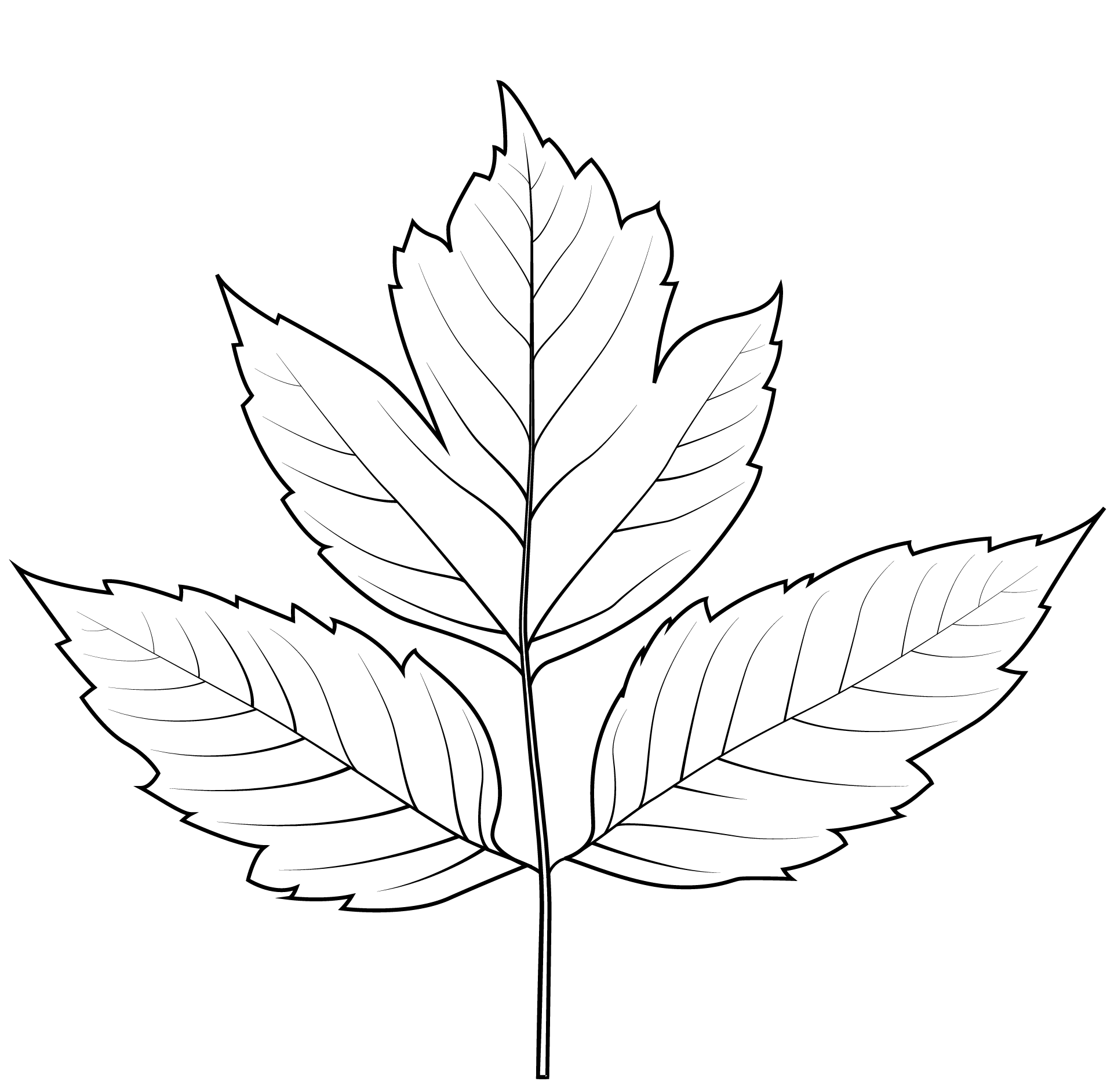 Coloriage Feuille De Sureau - Feuille automne à imprimer