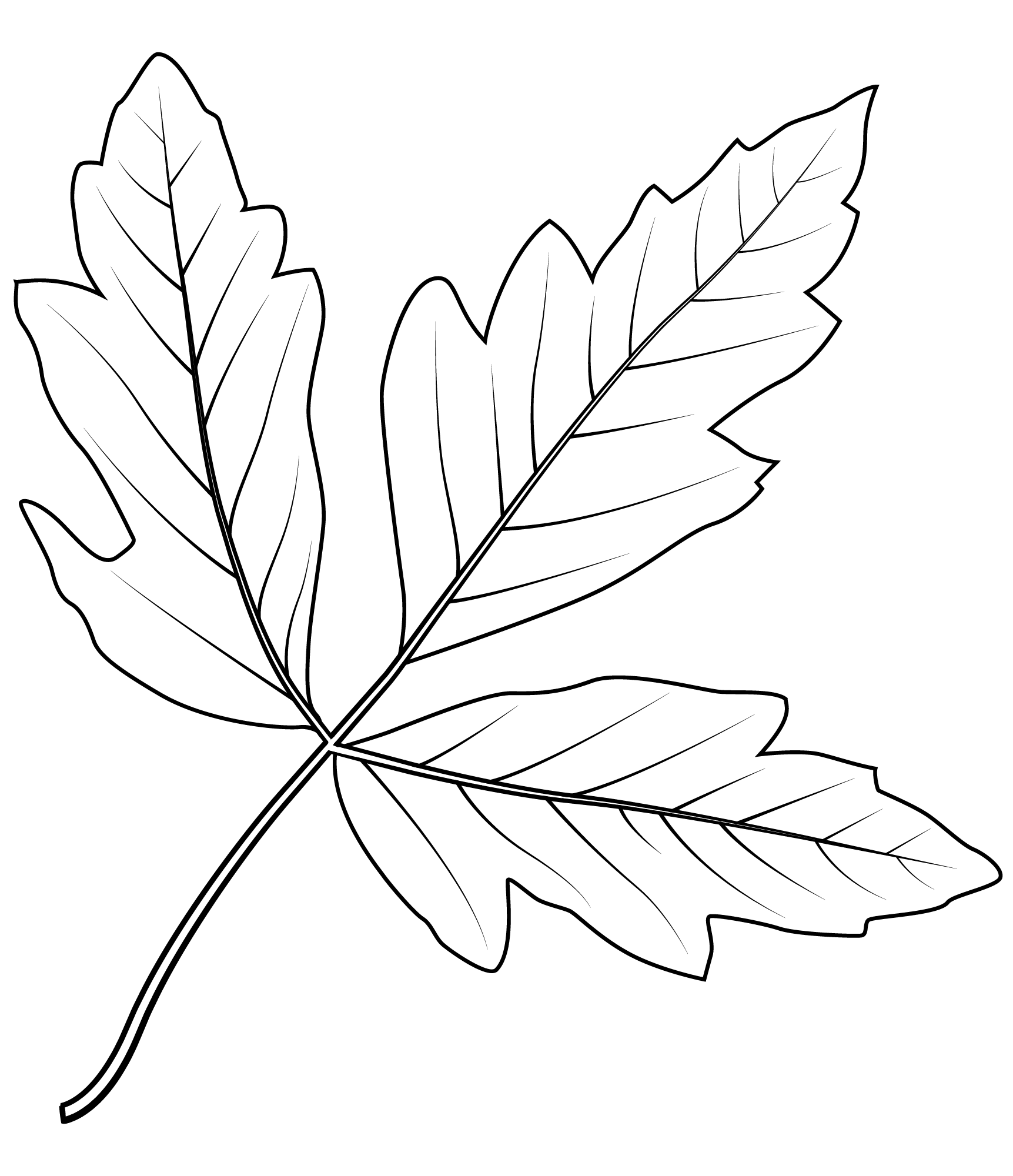 Coloriage Feuille Érable En Ecorce - Feuille automne à imprimer