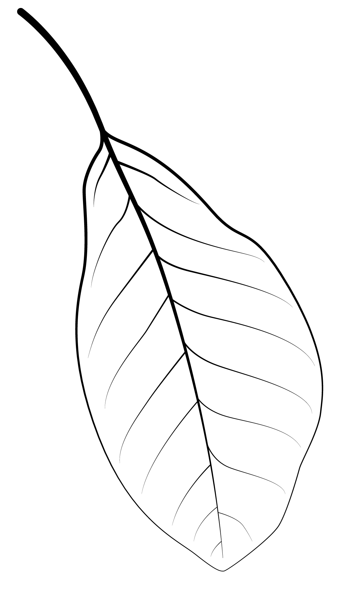 Coloriage Feuille Tupelo Noir - Feuille automne à imprimer
