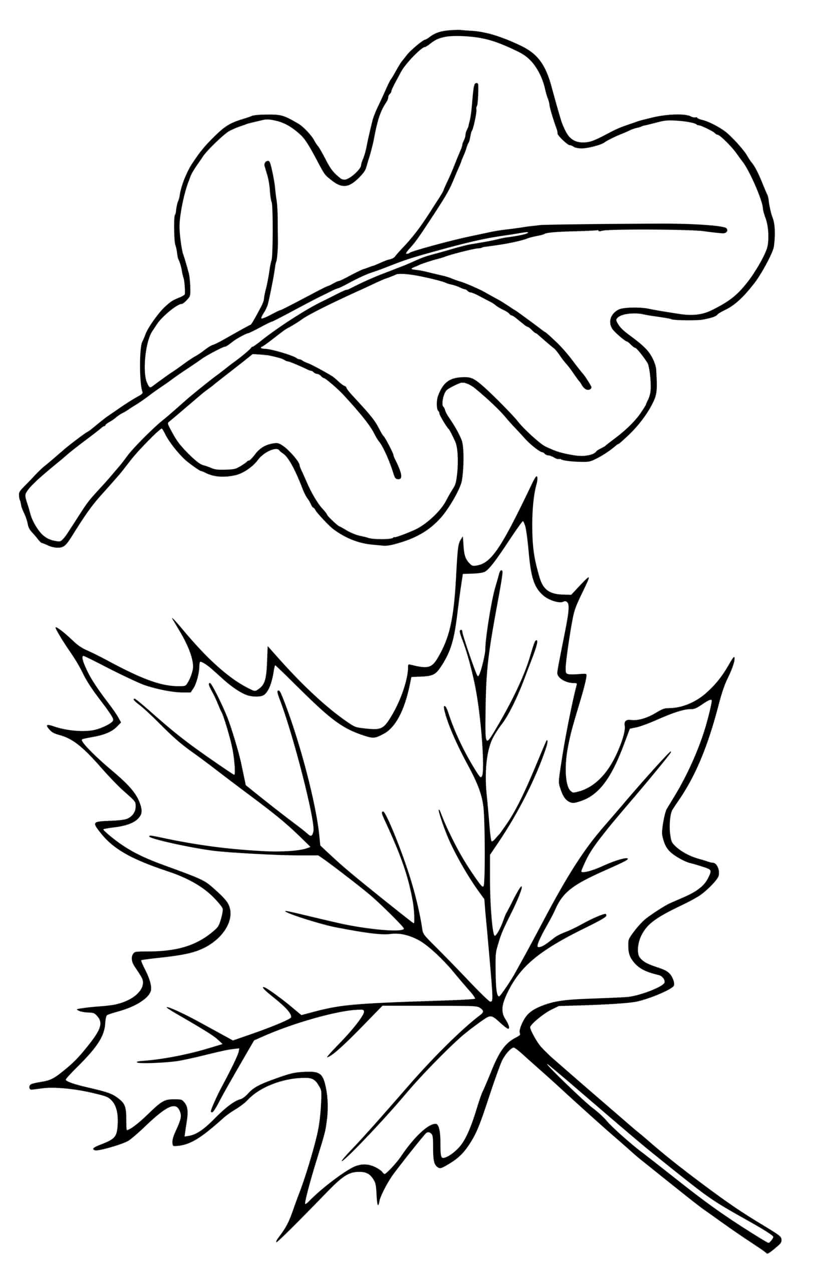 Coloriage Feuilles Arbre Érable Chene - Feuille automne à imprimer