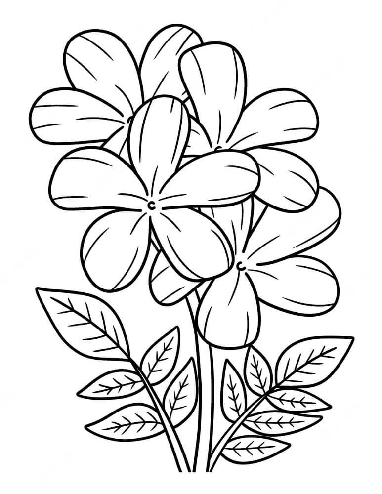 Coloriage Fleur De Jasmin - Fleurs à imprimer