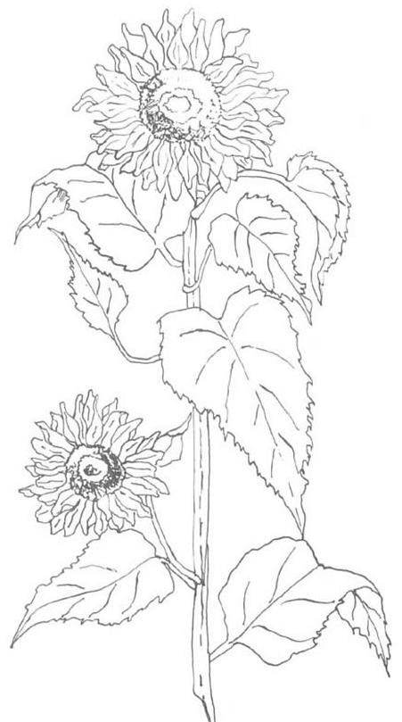 Coloriage Fleur De Tournesol - Fleurs à imprimer