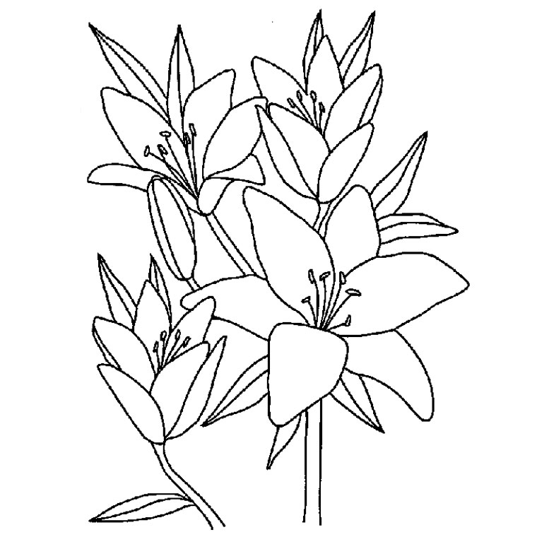 Coloriage Fleur De Vanille - Fleurs à imprimer