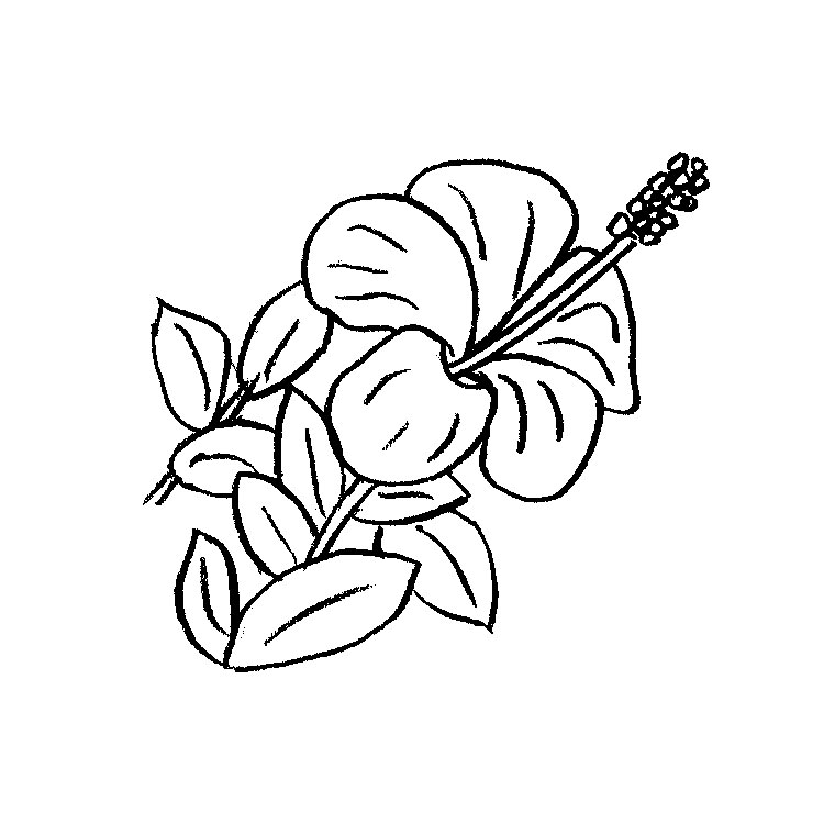 Coloriage Fleur Hawaienne - Fleurs à imprimer