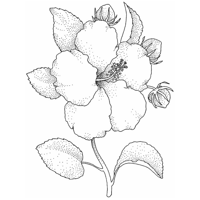 Coloriage Fleur Hibiscus - Fleurs à imprimer