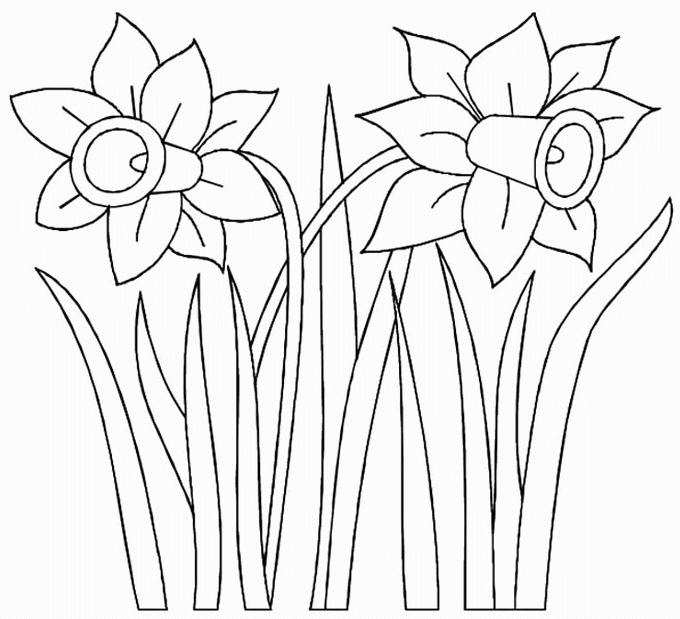 Coloriage Fleur Jonquille - Fleurs à imprimer