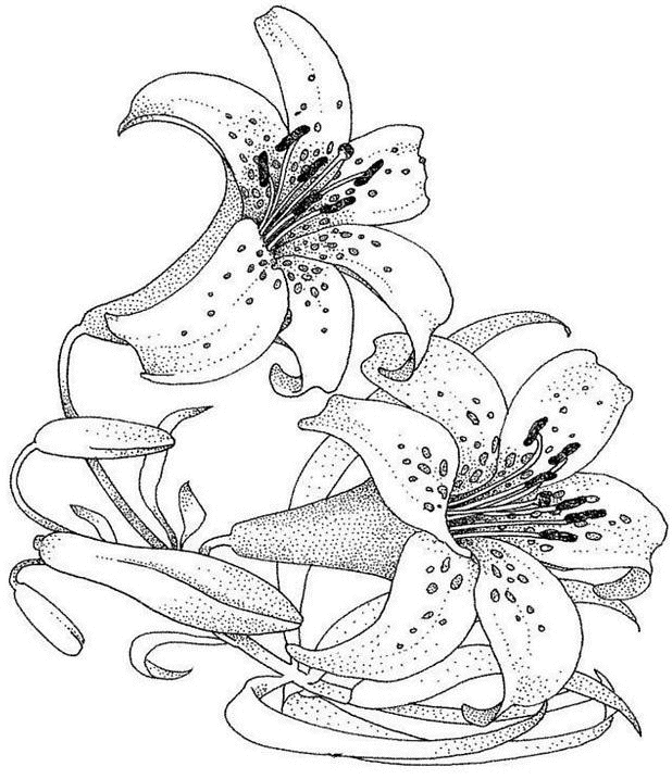 Coloriage Fleur Lis - Fleurs à imprimer