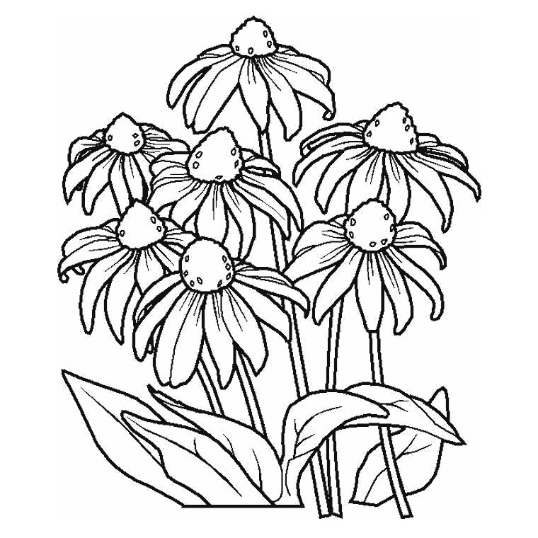 Coloriage Fleur Marguerite - Fleurs à imprimer
