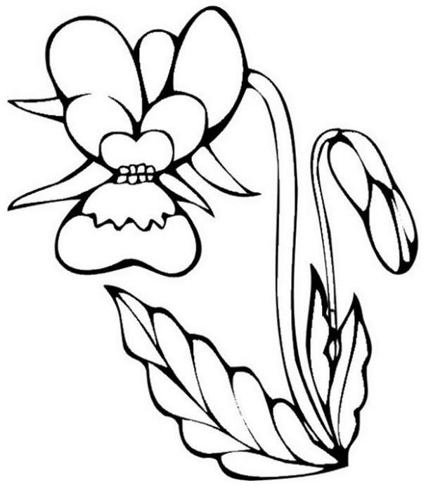 Coloriage Fleur Orchidée - Fleurs à imprimer