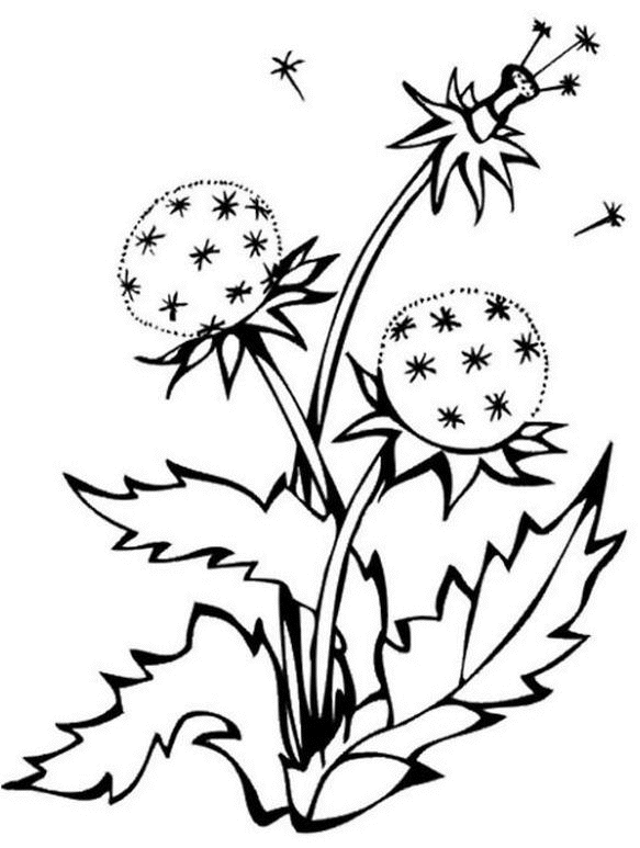 Coloriage Fleur Pissenlit - Fleurs à imprimer