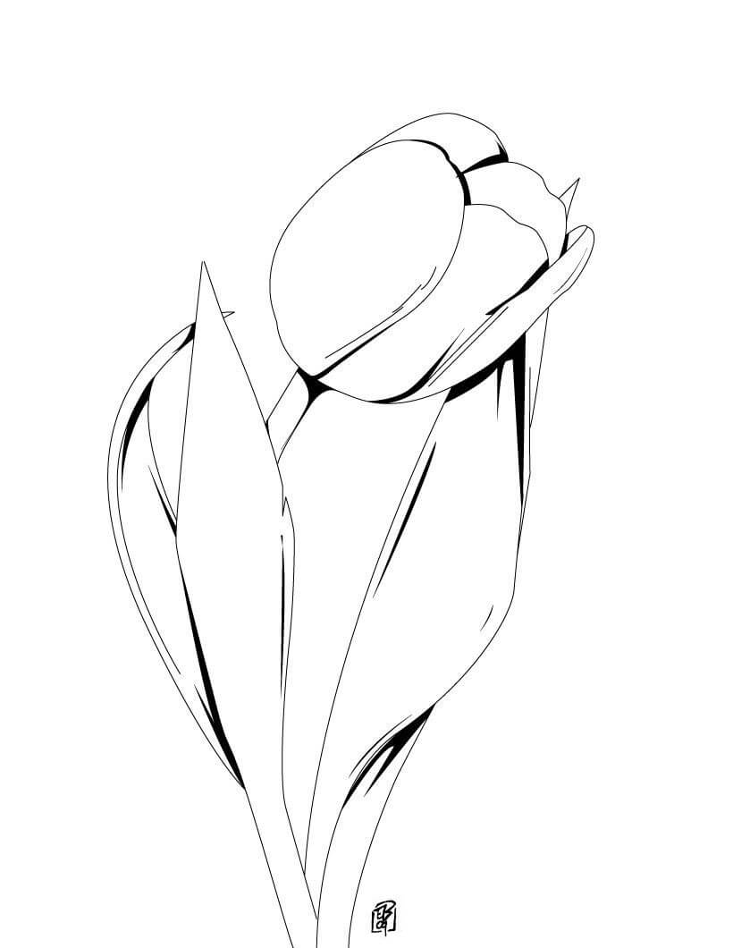 Coloriage Fleur Tulipa Orphanidea - Tulipe à imprimer