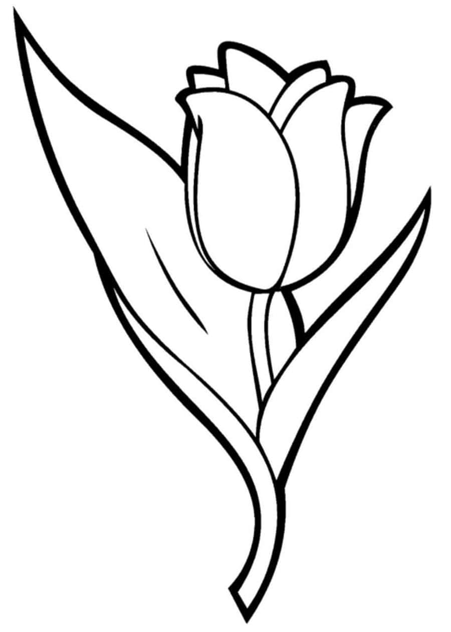 Coloriage Fleur Tulipa Suaveolens - Tulipe à imprimer